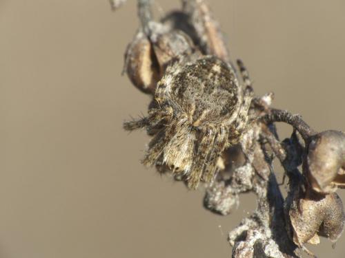 Agalenatea redii